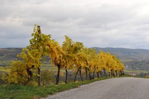 Herbst in den Weinbergen nahe Krems